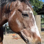 Donate to Rickys Ranch Senior Horse Sanctuary