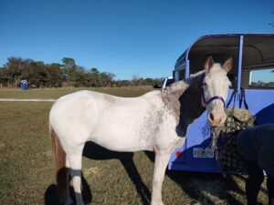 Bubba at Rickys Ranch