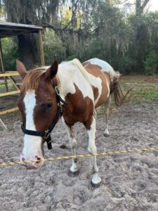 sly at rickys ranch 02