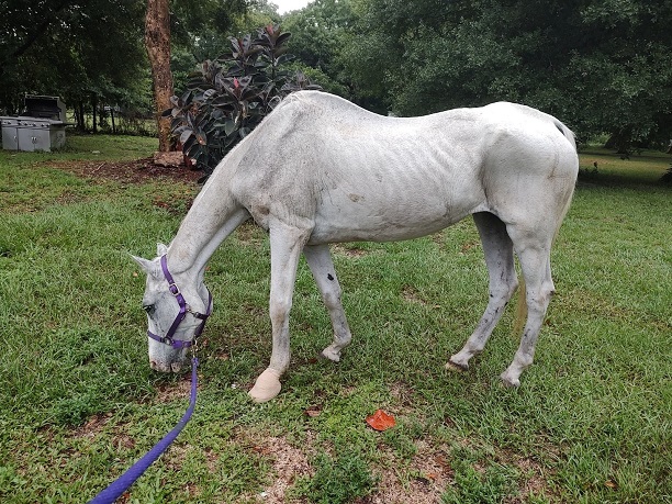 Honoring Espuma: A Story of Love and Compassion at Ricky’s Ranch Senior Horse Sanctuary