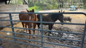 The Residents at Rickys Ranch