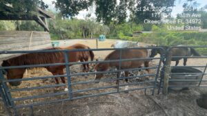 Rickys Ranch Residents